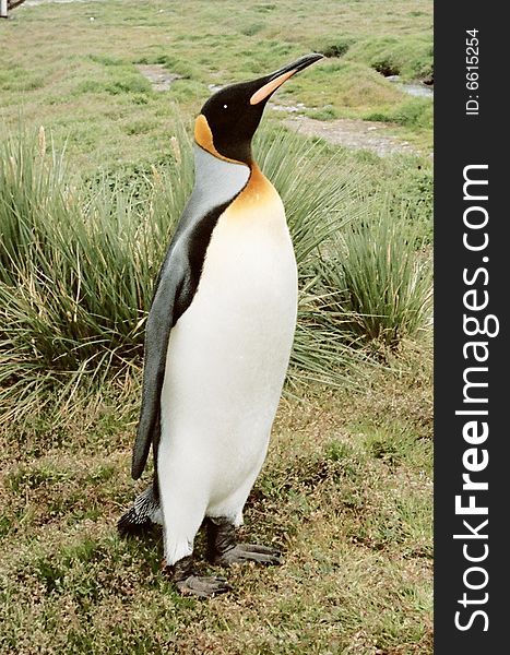 Emprior Penguin