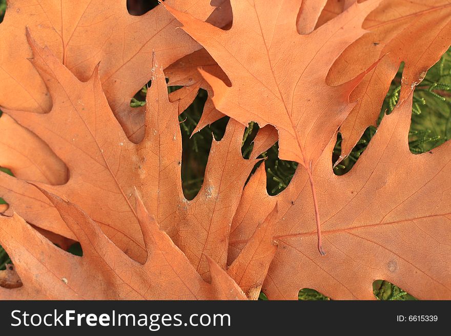 Close up of the dry oak leaves