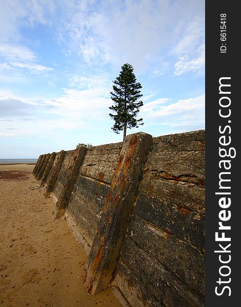 A beach scene with a sea retaining wall and a pine tree