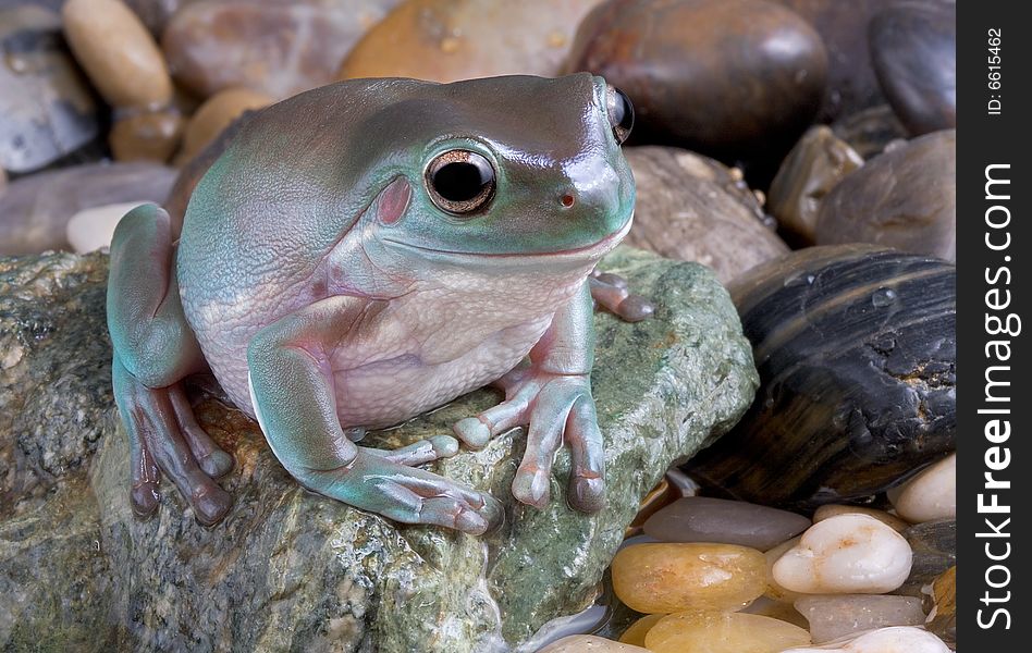 A whites tree frog is sitting on river rocks near water. A whites tree frog is sitting on river rocks near water.