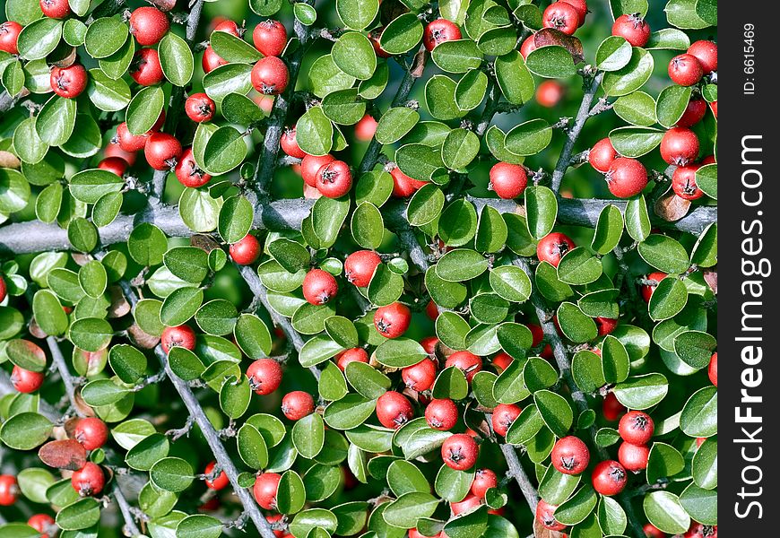 Ornamental plant (decorative apple tree branch background closeup). Ornamental plant (decorative apple tree branch background closeup).