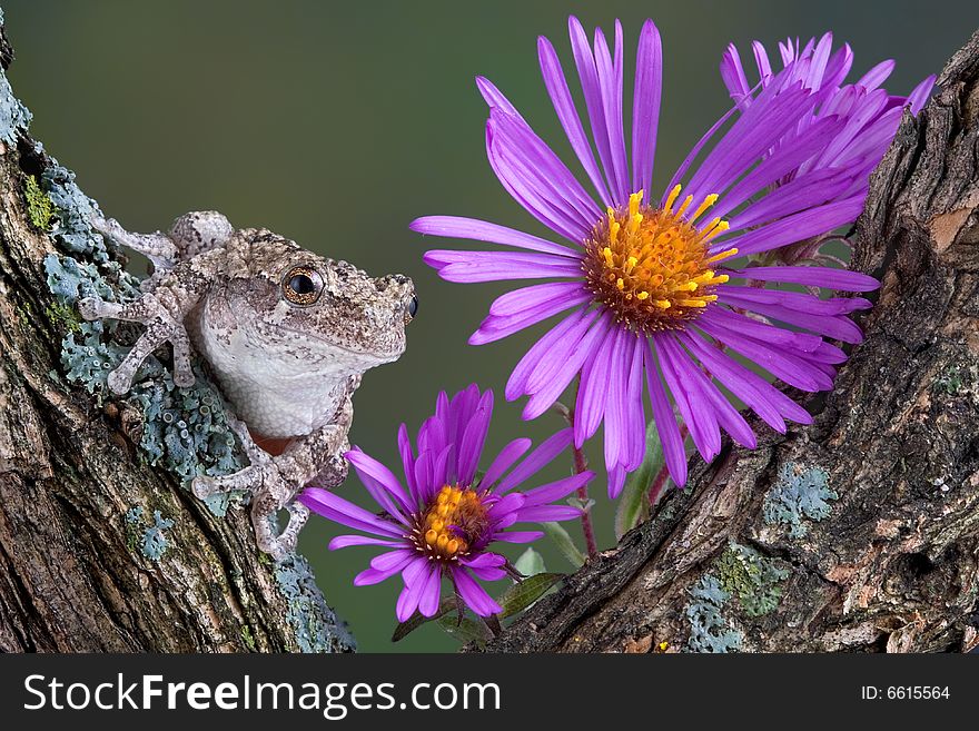 A baby gray tree frog is sitting on a branch with aster flowers. A baby gray tree frog is sitting on a branch with aster flowers.