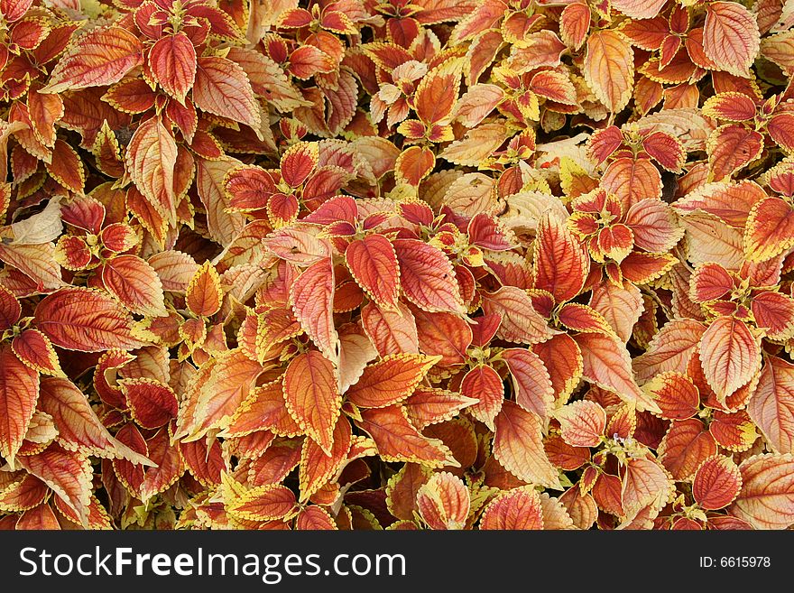 Colorful backround image of leaves