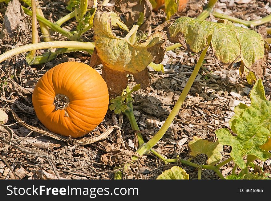 A view of a small pumpkin, still on the vine in the garden, ready for harvest. A view of a small pumpkin, still on the vine in the garden, ready for harvest.