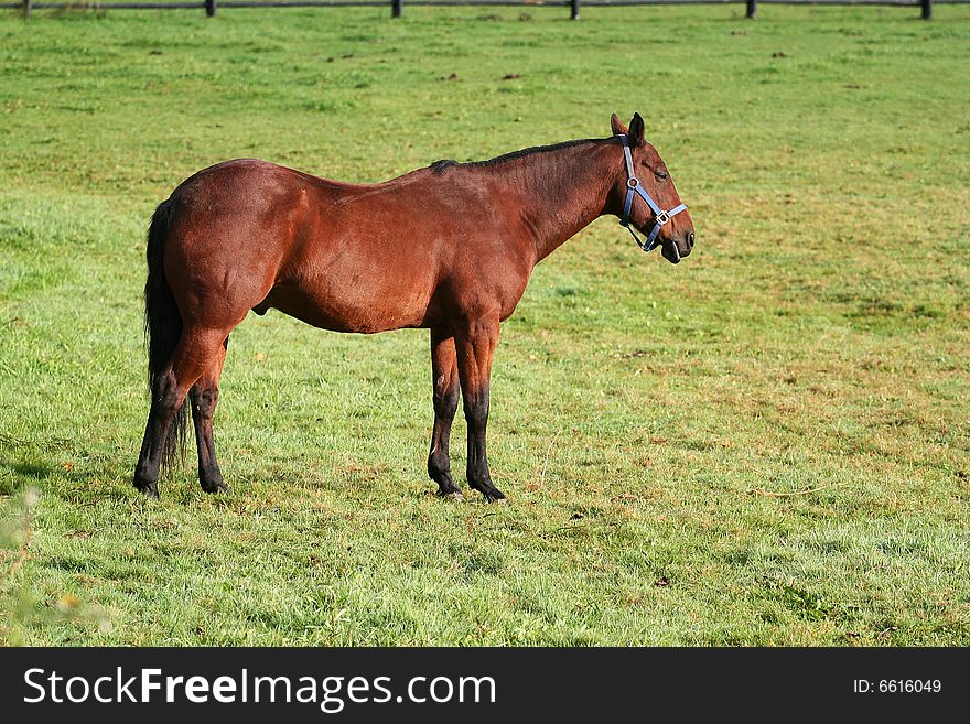 Wonderful horse on the farm