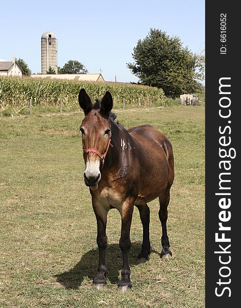 Horse And Farm