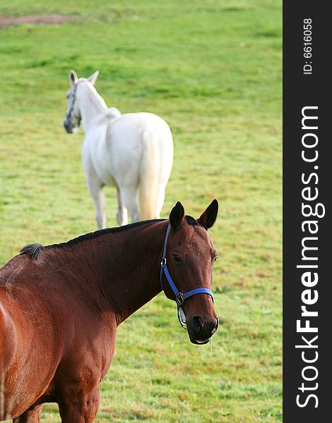 Pair of horses on the farm