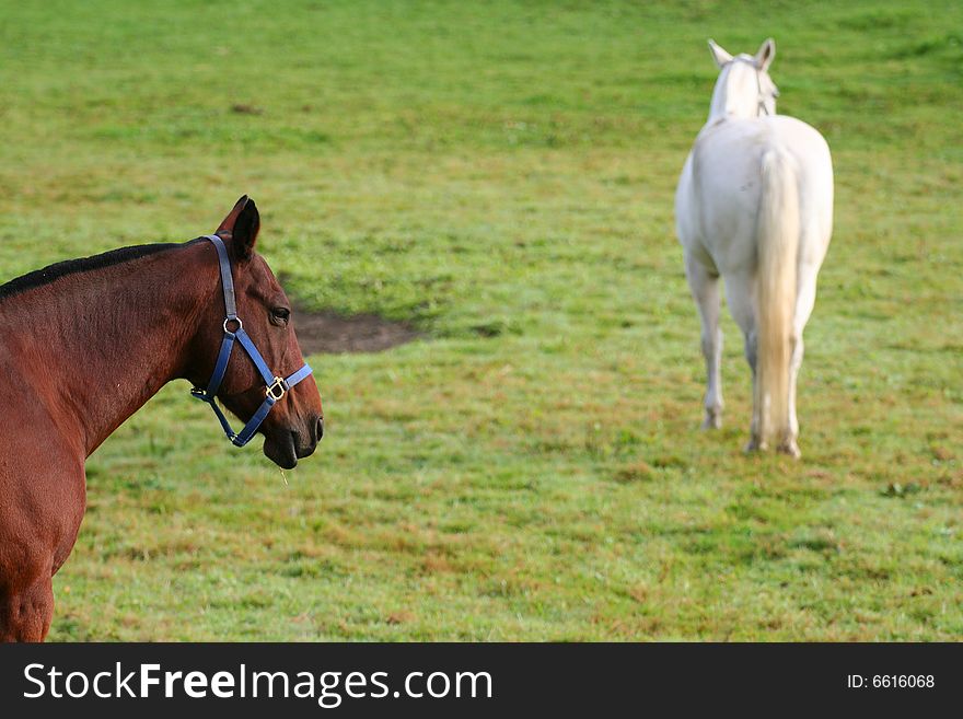 Pair of horses on the farm