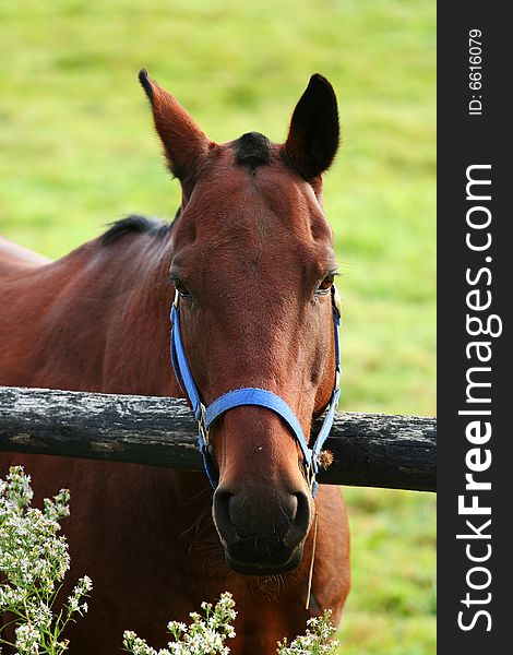 Beautiful horse on the farm