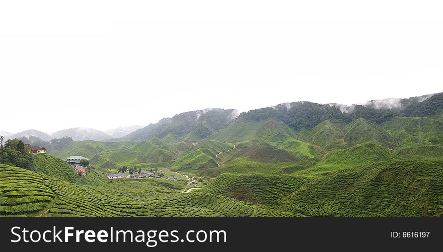 A hill side tea plantation