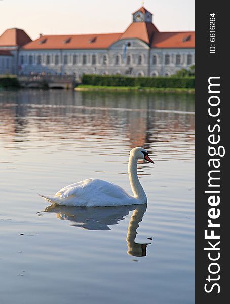 Swan At The Nymphenburg Palace