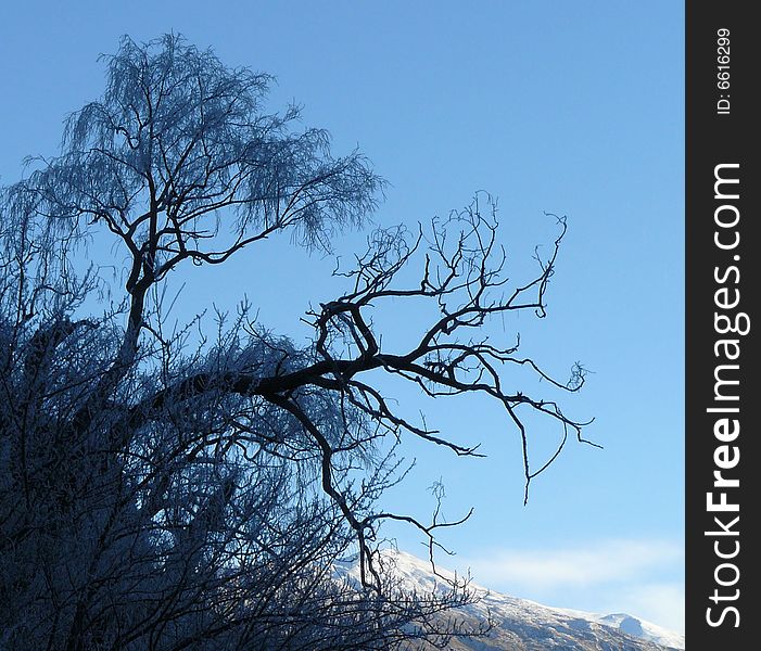 Winter tree with ice on it and a snow covered mountain in background