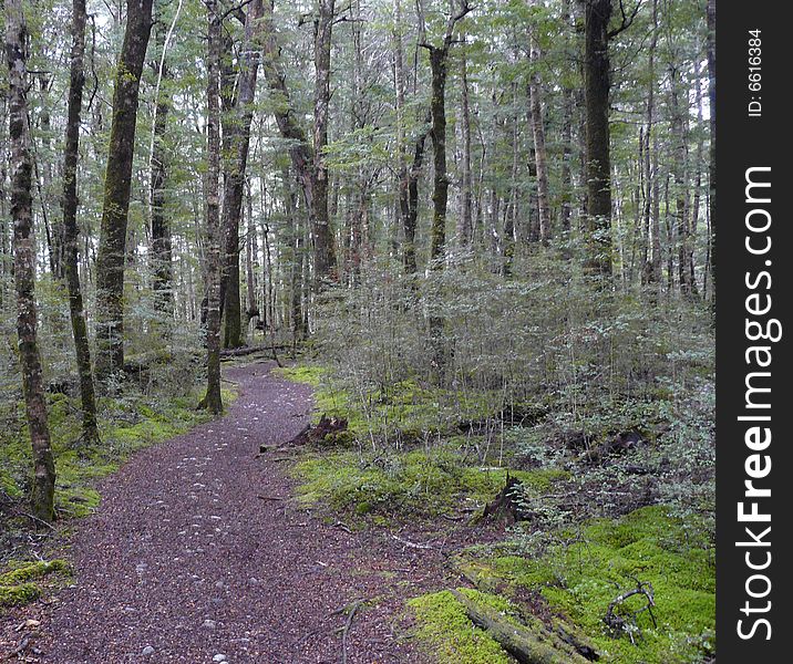 A path winding its way through a mossy forest. A path winding its way through a mossy forest.