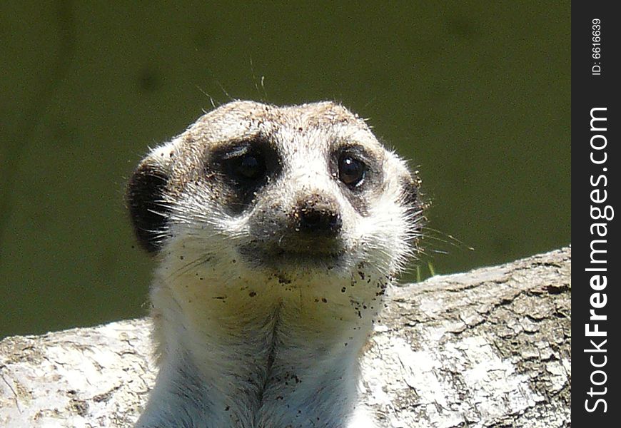 A young meerkat on sentry duty.