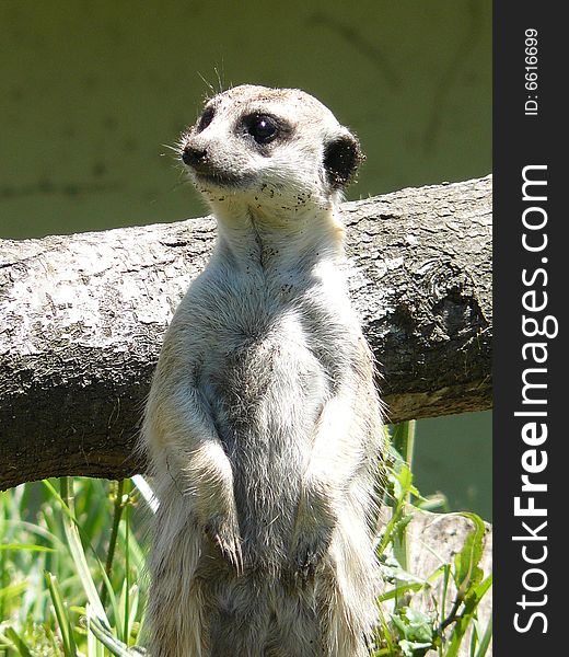 A meerkat on sentry duty to guard his family.