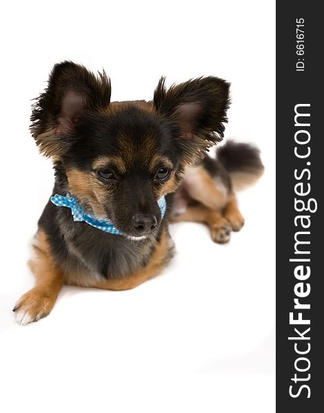 Chihuahua boy isolated on a white background