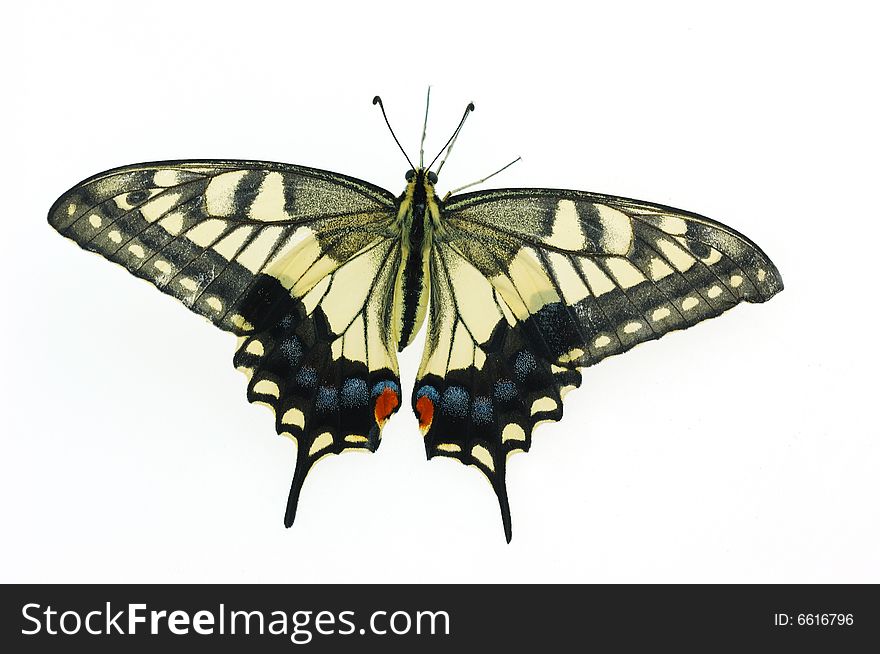 Close-up shot of a butterfly isolated on white background