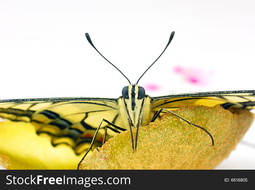Closeup of a yellow butterfly on pericarp. insect action.