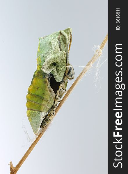 A pupae hanging from a twig. A pupae hanging from a twig