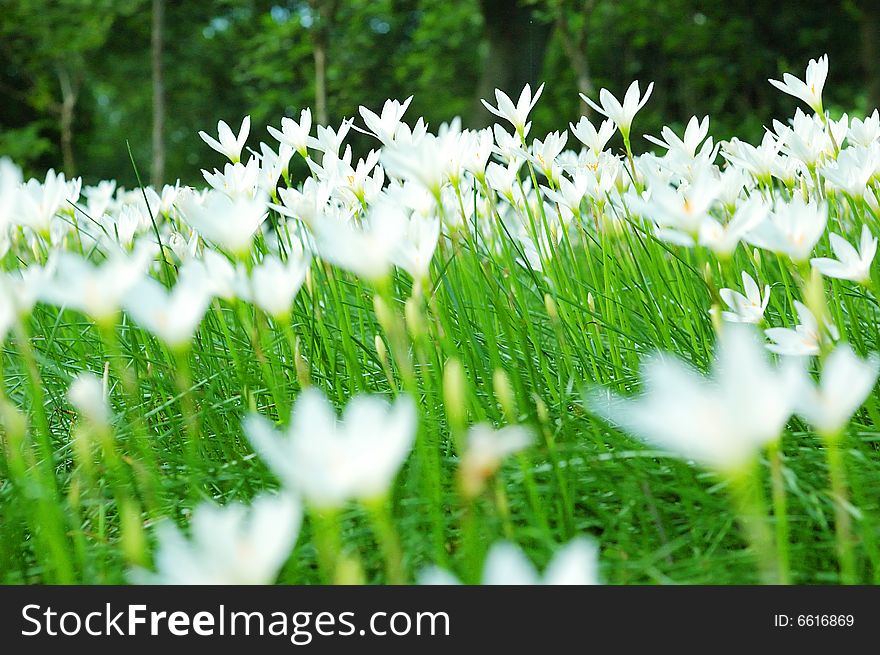 Daffodils