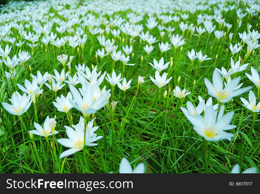 The Daffodils blossoms are in full splendour