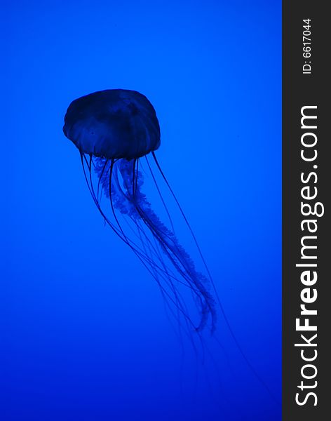 Abstract View of Translucent Jellyfish in Silhouette Underwater. Abstract View of Translucent Jellyfish in Silhouette Underwater