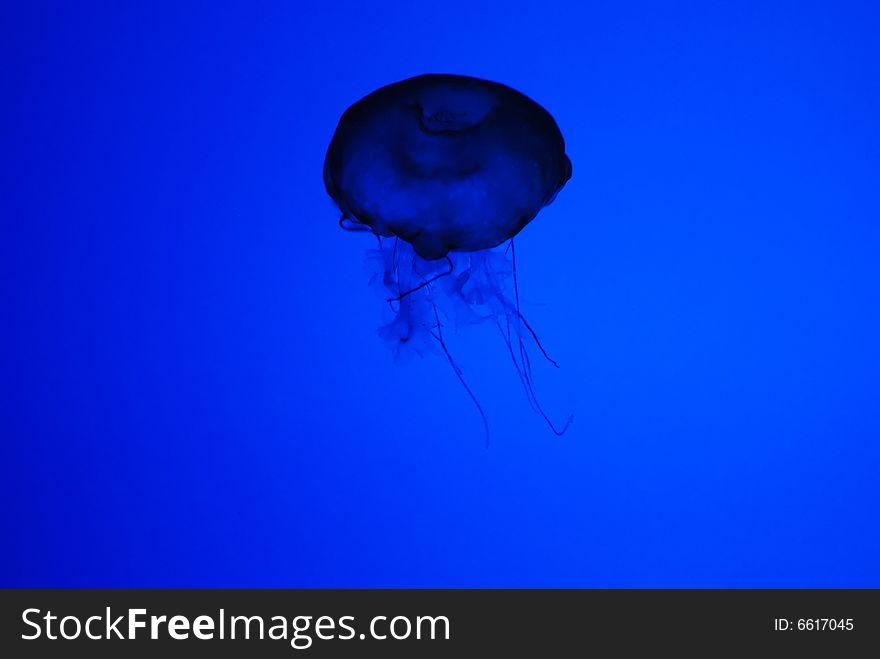 Abstract View of Translucent Jellyfish in Silhouette Underwater. Abstract View of Translucent Jellyfish in Silhouette Underwater