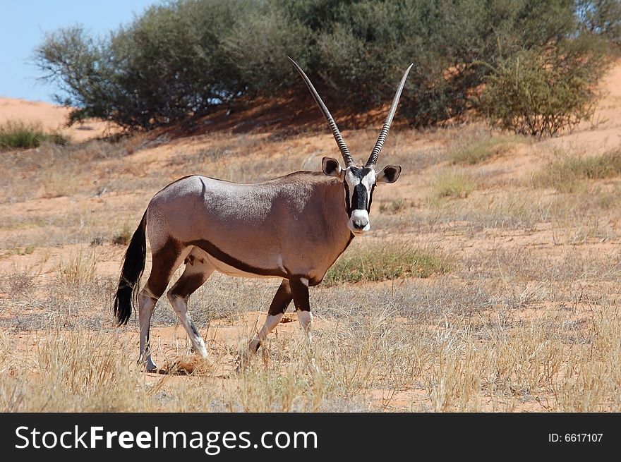 Female Gemsbok Antelope in the Kgalagadi Transfrontier Park, Southern Africa. Female Gemsbok Antelope in the Kgalagadi Transfrontier Park, Southern Africa.