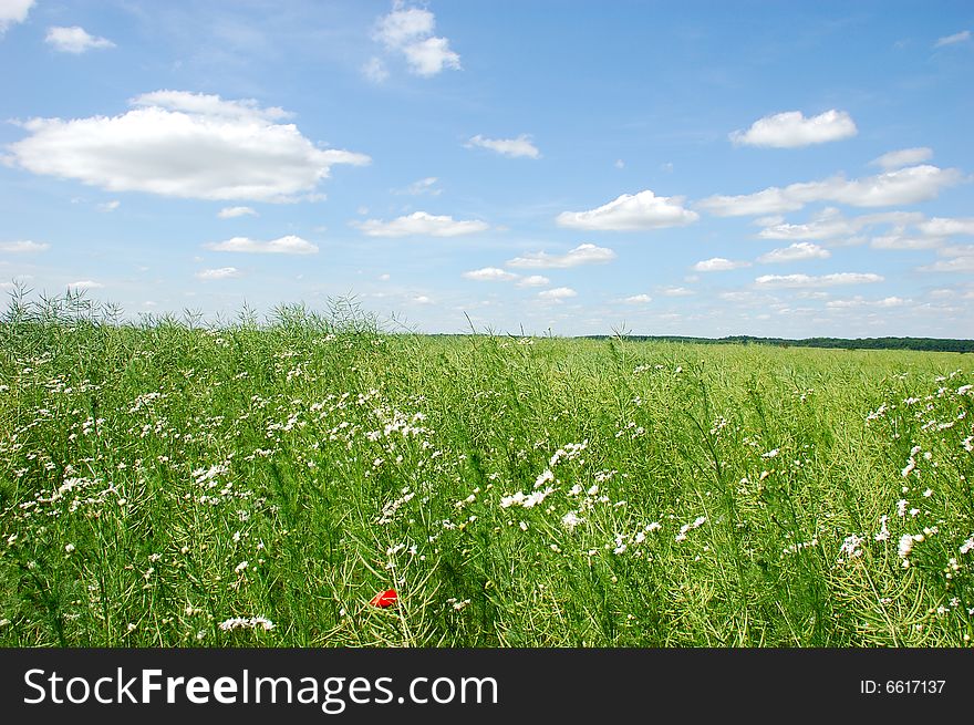 Summer field with blue sky and clouds