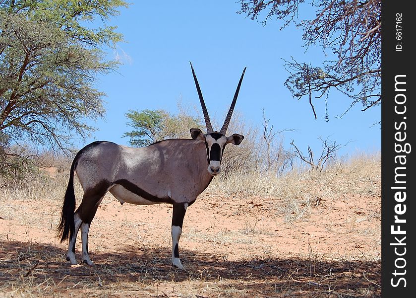 A male Gemsbok Antelope (Oryx gazella) in the Kalahari Desert, Southern Africa.