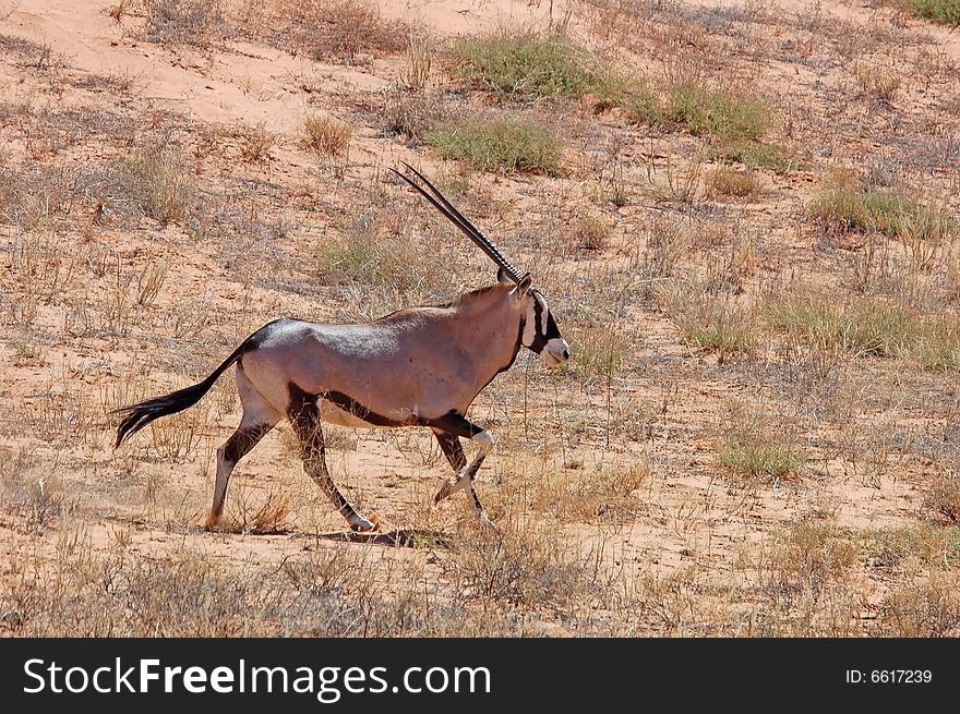 Gemsbok Antelope trotting though the desert sand in the Kalahari desert, Southern Africa