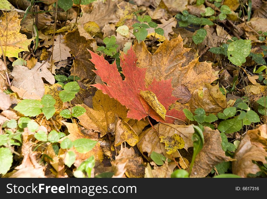 Indian summer in autumn. Red maple leaf on the ground.