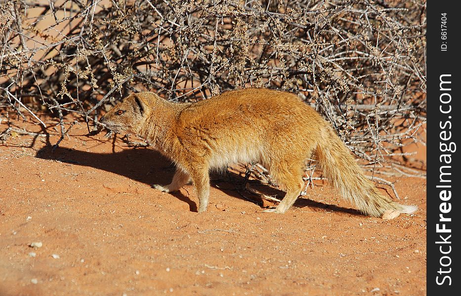 A yellow mongoose (Cynictus penicillata) in the Kgalagadi Transfrontier Park, Southern Africa. A yellow mongoose (Cynictus penicillata) in the Kgalagadi Transfrontier Park, Southern Africa.