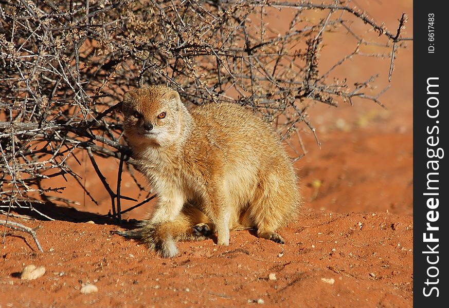 A yellow mongoose (Cynictus penicillata) in the Kgalagadi Transfrontier Park, Southern Africa.