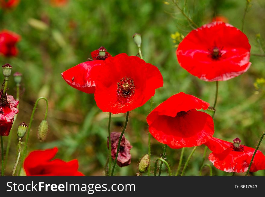 Red poppy flowers - Papaveraceae Papaver rhoeas