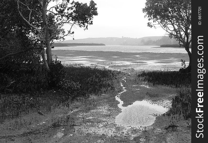 Looking through the mangroves out to the sea on a stormy day at Port Albert. Looking through the mangroves out to the sea on a stormy day at Port Albert.