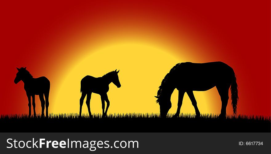 Mare with foals over sunrise. Mare with foals over sunrise