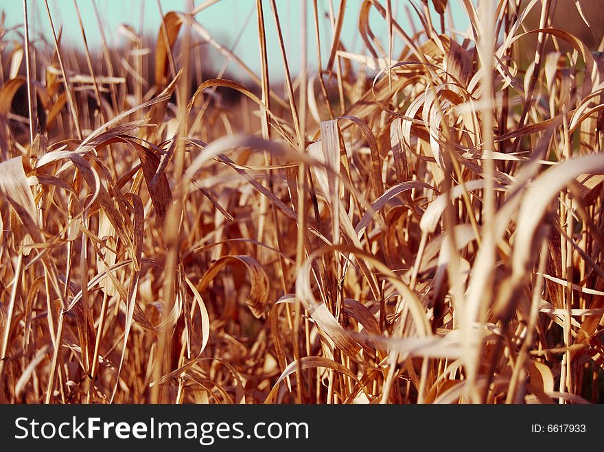 Shortly grasses. Hot Autumn day.