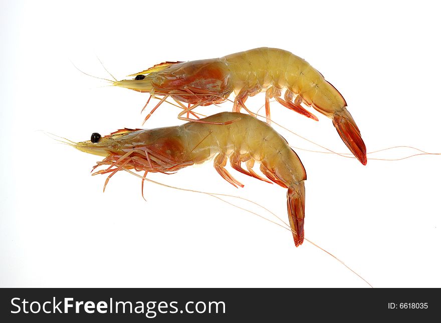 Two shrimps on the white background.