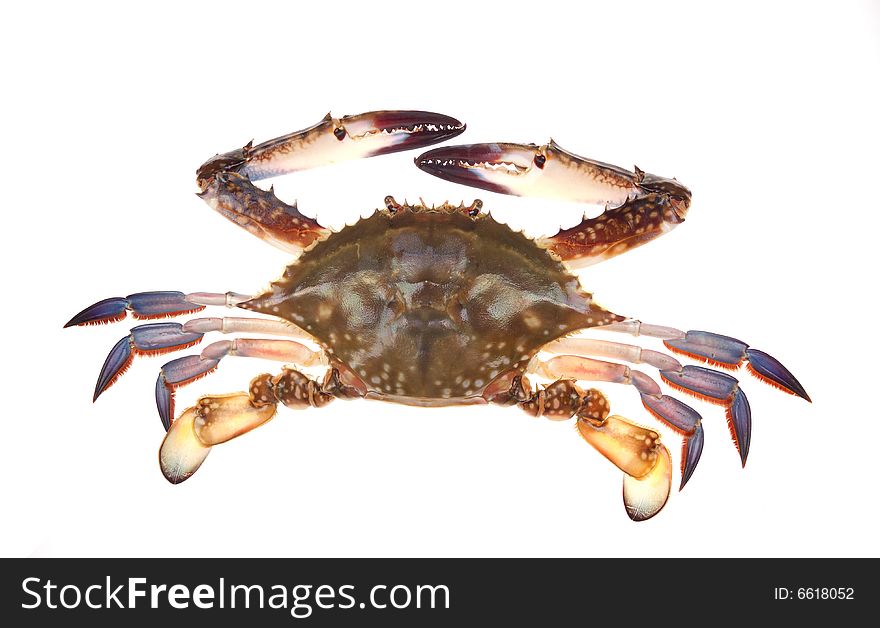 A crab in isolated white background