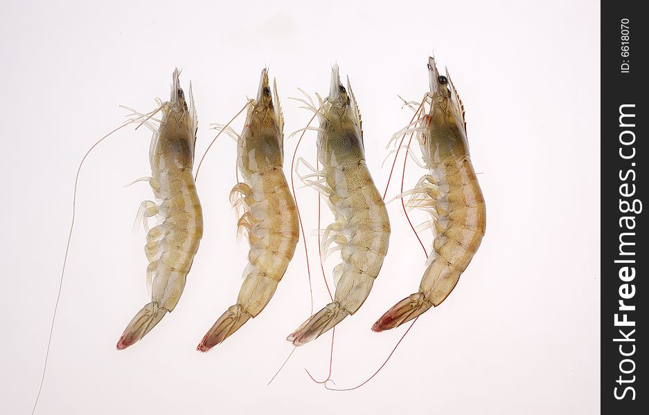 Four shrimps on the white background.