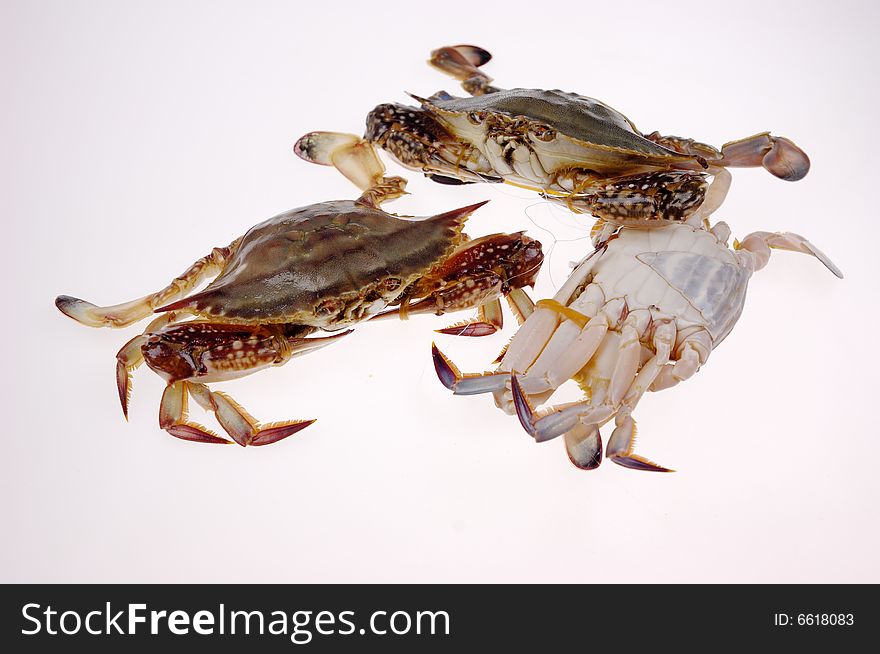 Closeup three variform crabs in white. Closeup three variform crabs in white