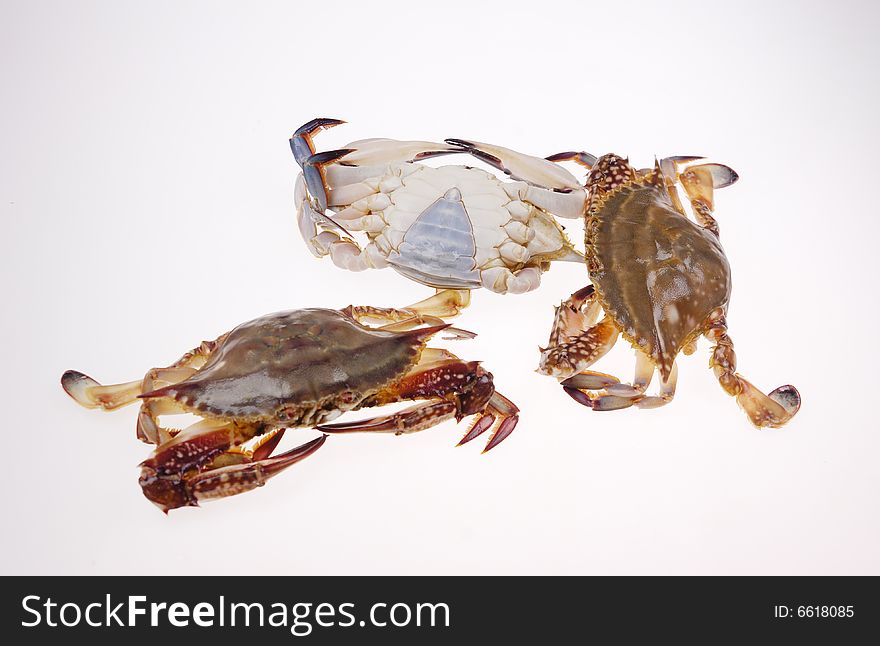 Closeup some variform crabs in white background