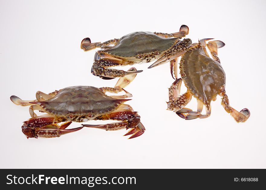 Closeup tree variform crabs in white background