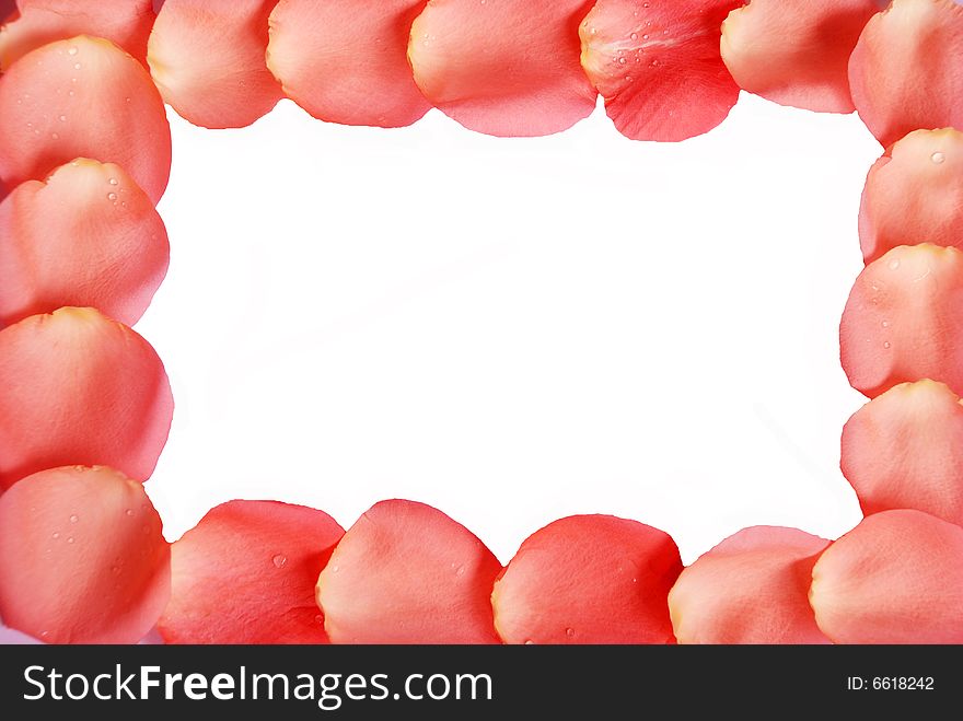 Pink Rose Petals Frame