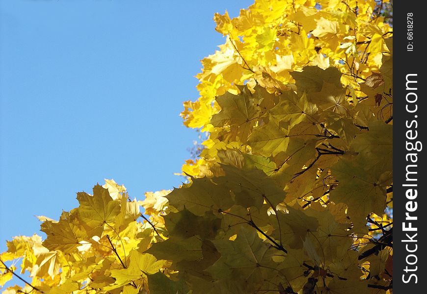 Yellow leaves on blue sky