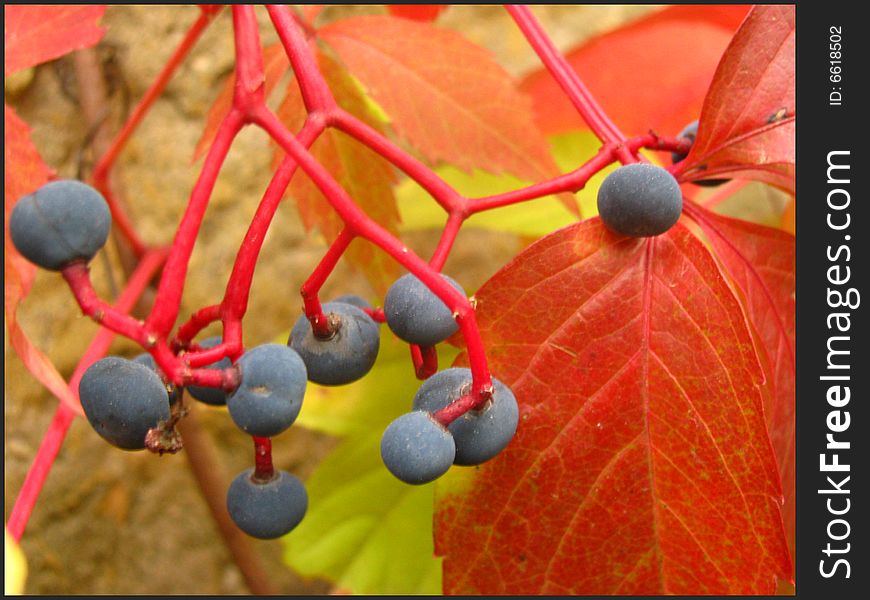 Berry, fruit, nature, leaves, vines, autumn, life, beauty, flowering, jewelry