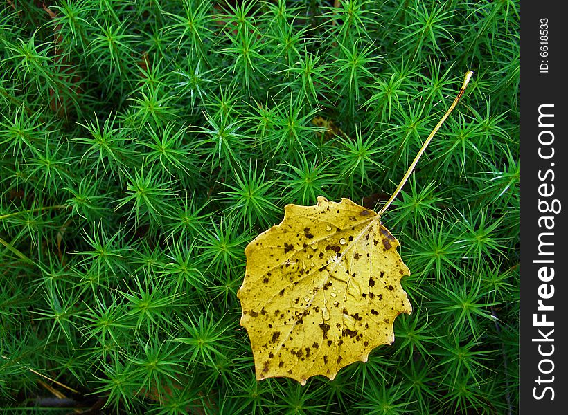 Yellow leave on green moss. Yellow leave on green moss