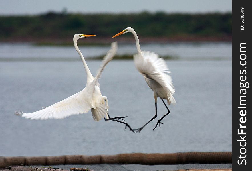 Egrets