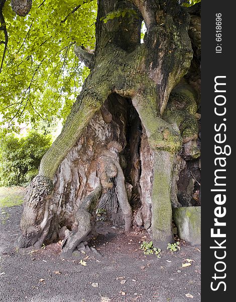 Thousand years old linden tree, Collm (near Oschatz), Saxony, Germany. Thousand years old linden tree, Collm (near Oschatz), Saxony, Germany